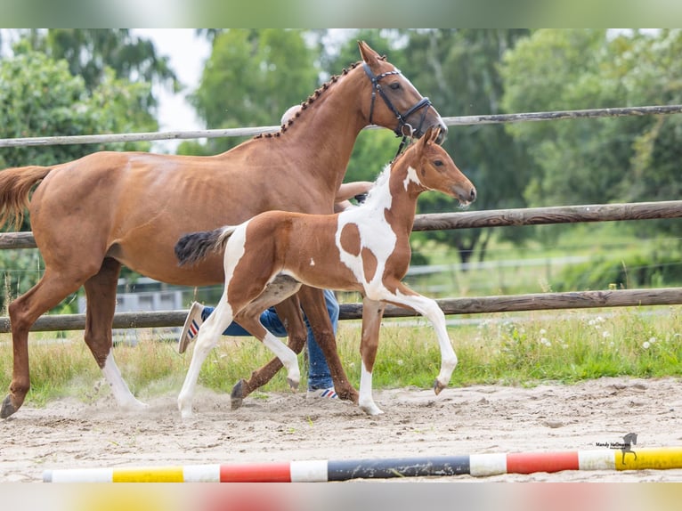 Pintos Merrie Veulen (06/2026) Gevlekt-paard in Falkenburg