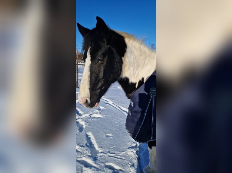 Pintos Ruin 10 Jaar 152 cm Gevlekt-paard in Petersberg