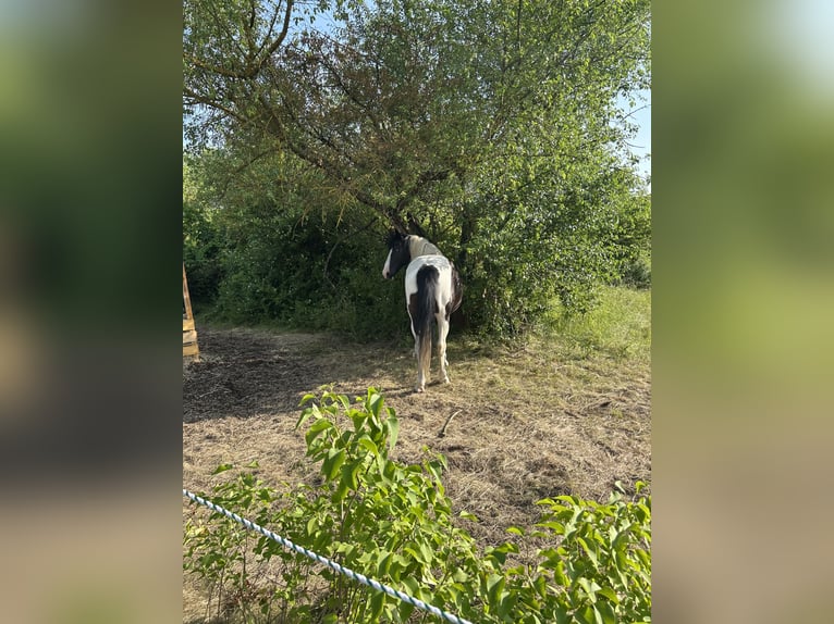 Pintos Ruin 10 Jaar 152 cm Gevlekt-paard in Petersberg