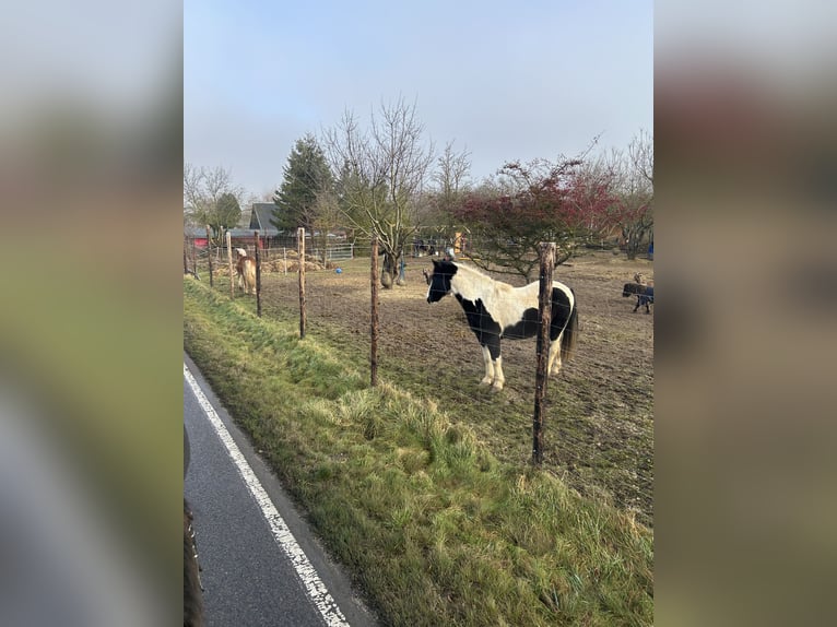 Pintos Ruin 10 Jaar 152 cm Gevlekt-paard in Petersberg