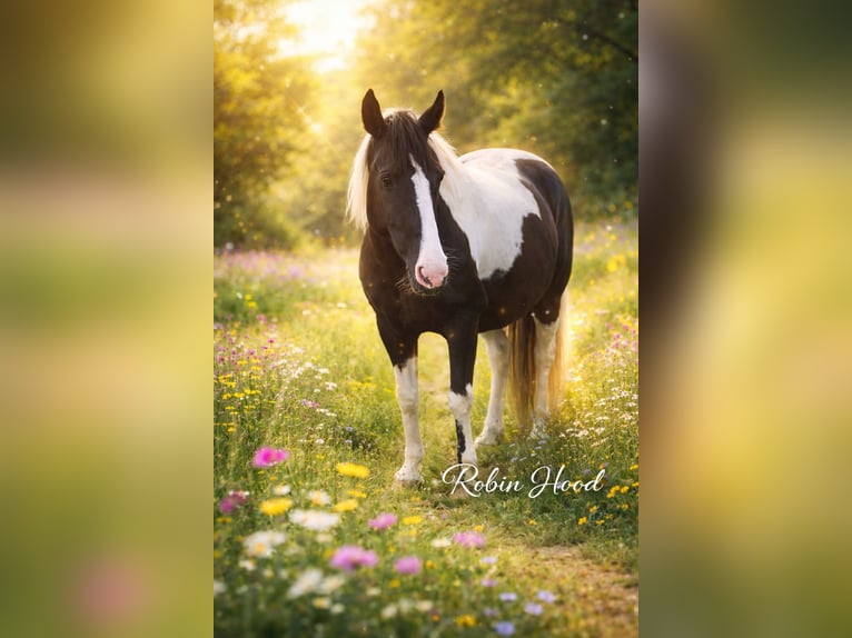 Pintos Ruin 10 Jaar 152 cm Gevlekt-paard in Petersberg