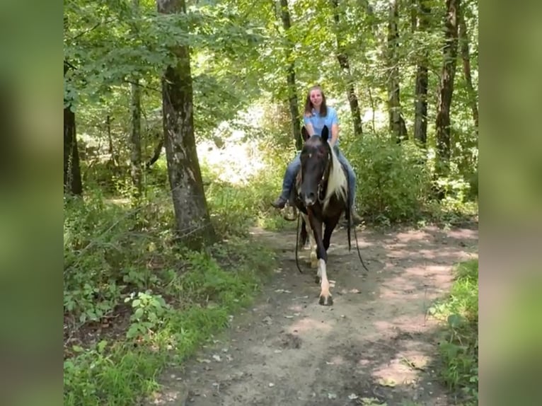 Pintos Ruin 11 Jaar 152 cm Gevlekt-paard in Granby, CT