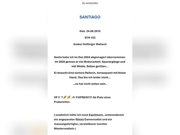 Pintos Mix Ruin 11 Jaar 153 cm Gevlekt-paard in Remigen