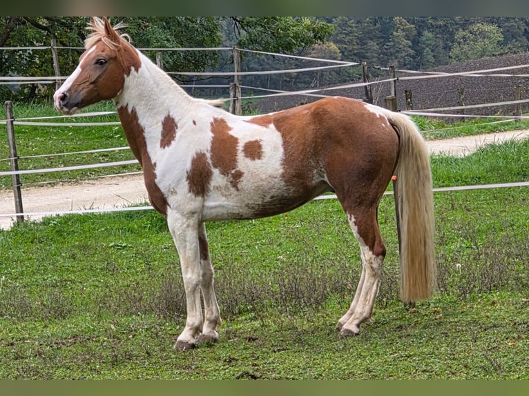 Pintos Mix Ruin 11 Jaar 153 cm Gevlekt-paard in Remigen