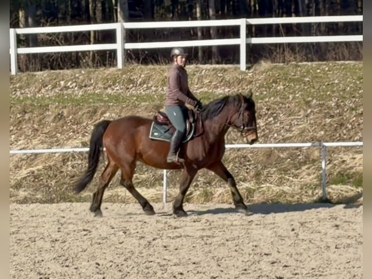 Pintos Ruin 11 Jaar 158 cm Bruin in Pelmberg
