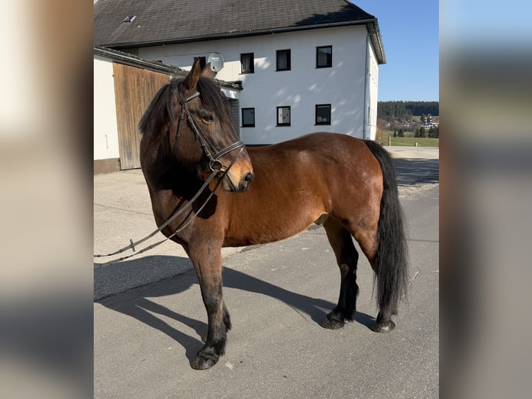 Pintos Ruin 11 Jaar 158 cm Bruin in Pelmberg
