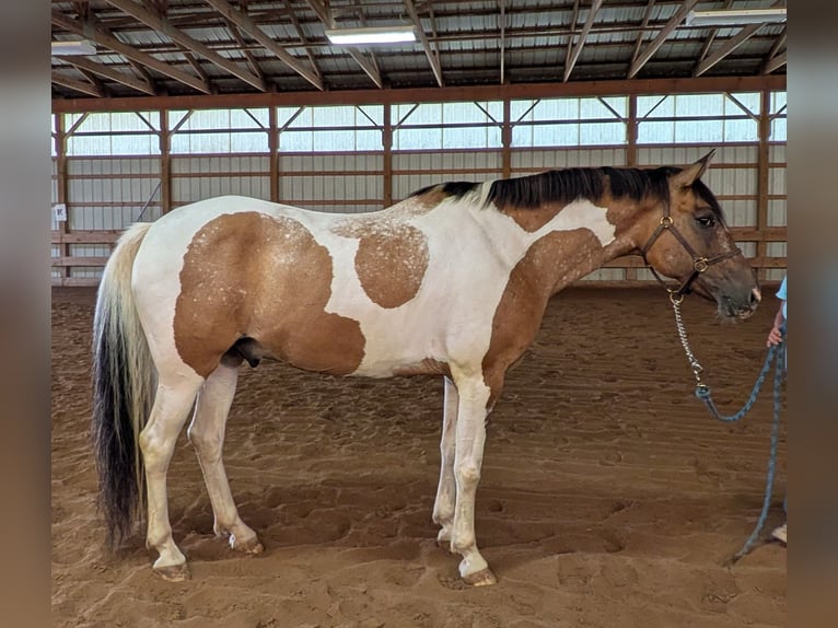 Pintos Ruin 11 Jaar 163 cm Buckskin in Elbridge