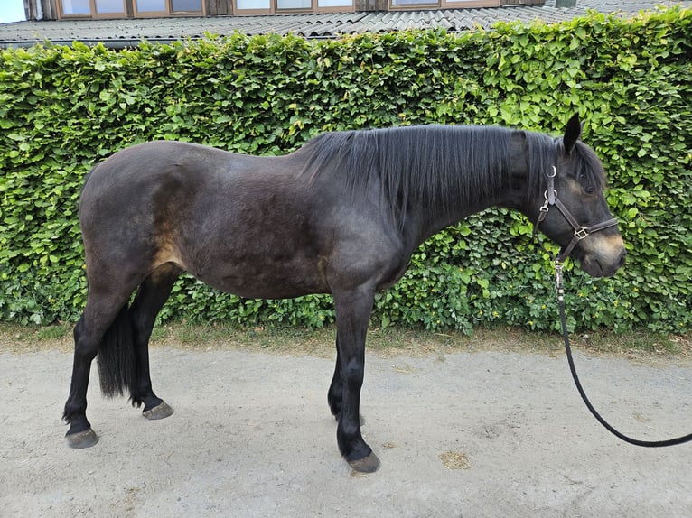 Pintos Ruin 12 Jaar 150 cm Donkerbruin in Paderborn