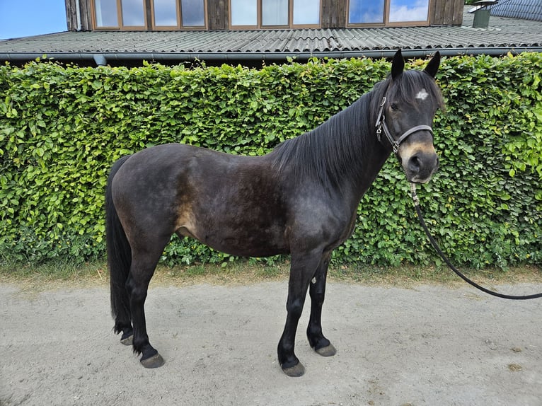 Pintos Ruin 12 Jaar 150 cm Donkerbruin in Paderborn