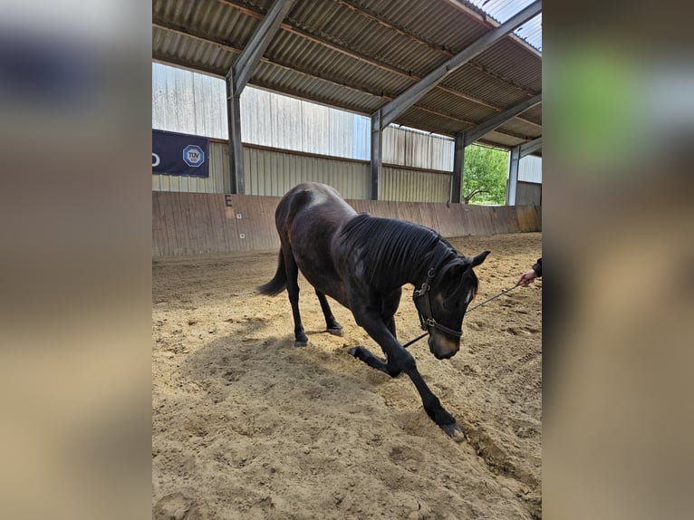 Pintos Ruin 12 Jaar 150 cm Donkerbruin in Paderborn
