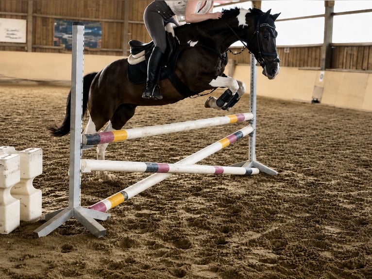 Pintos Ruin 12 Jaar 155 cm Gevlekt-paard in Würzburg