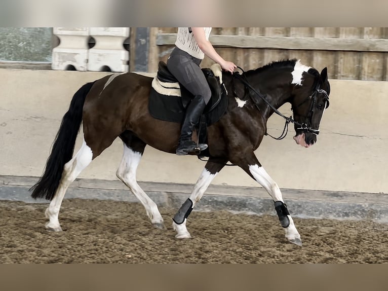 Pintos Ruin 12 Jaar 155 cm Gevlekt-paard in Würzburg