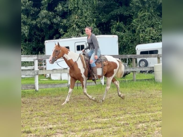 Pintos Ruin 14 Jaar 152 cm Gevlekt-paard in Granby, CT