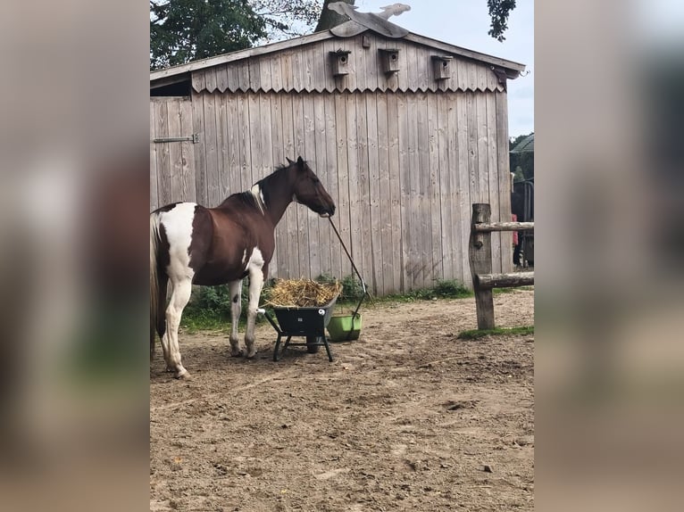 Pintos Mix Ruin 14 Jaar 155 cm Gevlekt-paard in Drochtersen