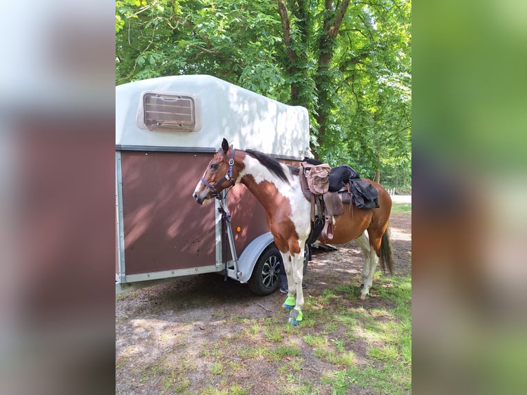 Pintos Mix Ruin 14 Jaar 155 cm  in Hechthausen