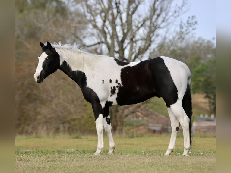 Pintos Ruin 14 Jaar 157 cm Gevlekt-paard in Athens