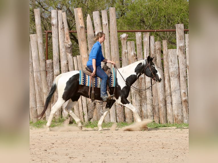 Pintos Ruin 14 Jaar 157 cm Gevlekt-paard in Athens