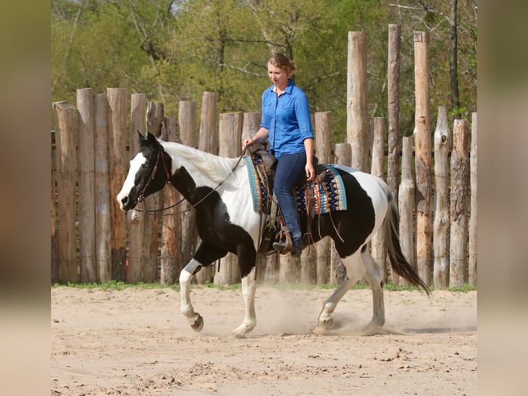 Pintos Ruin 14 Jaar 157 cm Gevlekt-paard in Athens