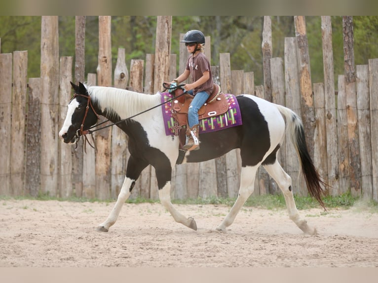 Pintos Ruin 14 Jaar 157 cm Gevlekt-paard in Athens