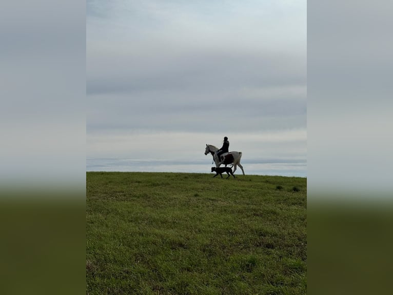Pintos Ruin 15 Jaar 150 cm Gevlekt-paard in Bad Gottleuba-Berggießhübel