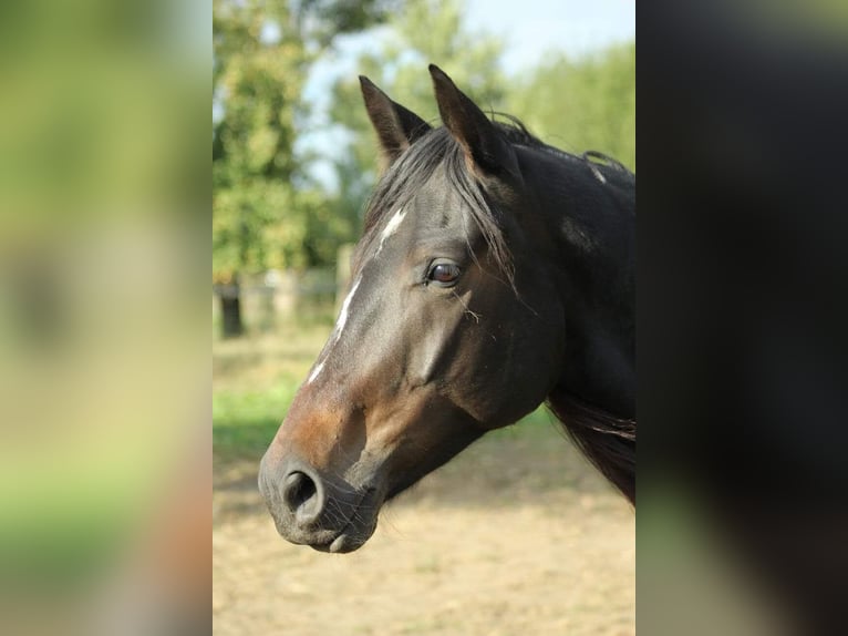 Pintos Ruin 15 Jaar 156 cm Bruin in Cuxhaven