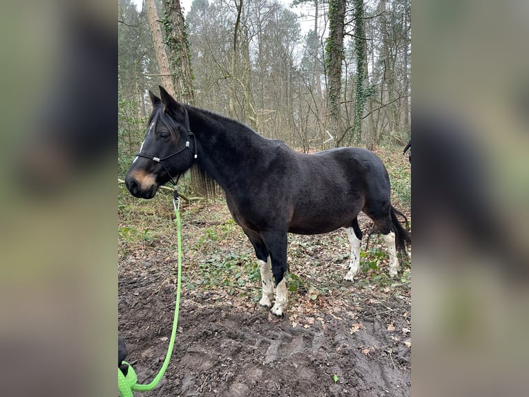 Pintos Ruin 15 Jaar 156 cm Bruin in Cuxhaven