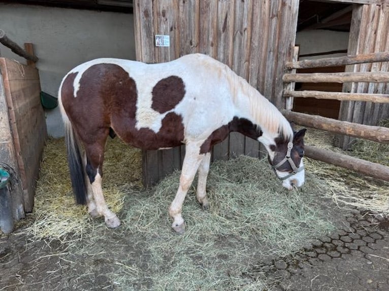 Pintos Ruin 16 Jaar 156 cm Gevlekt-paard in Schwabach