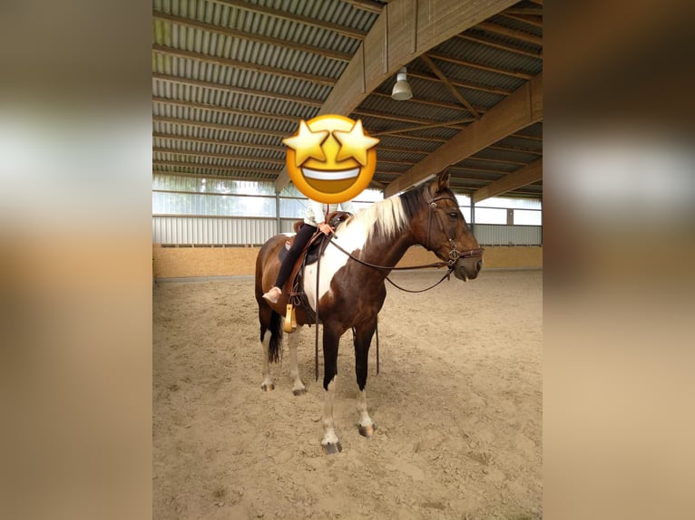 Pintos Ruin 17 Jaar 152 cm Gevlekt-paard in Cuxhaven