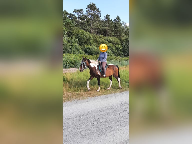 Pintos Ruin 17 Jaar 152 cm Gevlekt-paard in Cuxhaven