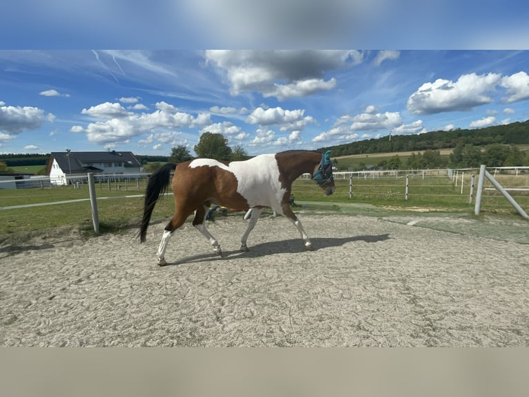 Pintos Ruin 17 Jaar 175 cm Gevlekt-paard in Gr&#xE4;venwiesbach