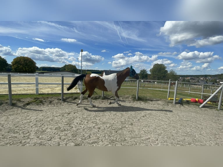 Pintos Ruin 17 Jaar 175 cm Gevlekt-paard in Gr&#xE4;venwiesbach