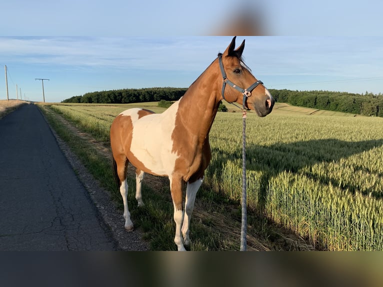 Pintos Ruin 17 Jaar 175 cm Gevlekt-paard in Gr&#xE4;venwiesbach