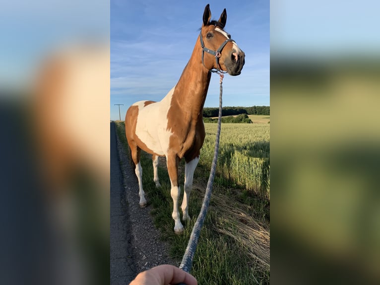 Pintos Ruin 17 Jaar 175 cm Gevlekt-paard in Gr&#xE4;venwiesbach