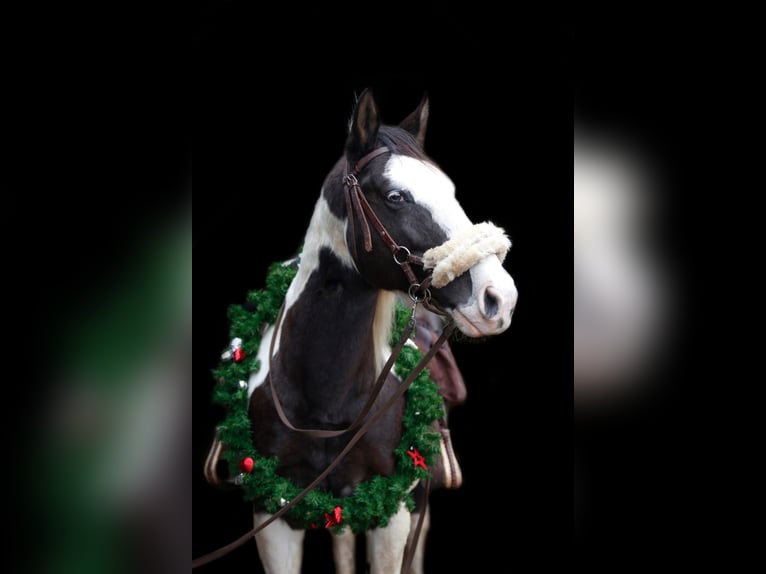 Pintos Ruin 18 Jaar 158 cm Gevlekt-paard in Amsterdam