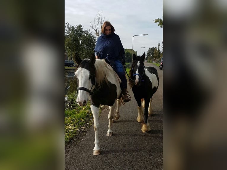 Pintos Ruin 18 Jaar 158 cm Gevlekt-paard in Amsterdam
