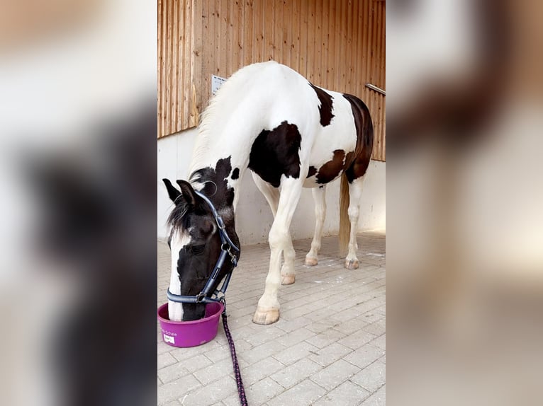 Pintos Ruin 20 Jaar 152 cm Gevlekt-paard in Pforzen