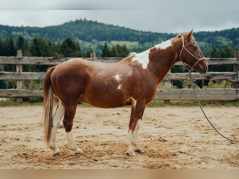 Pintos Ruin 21 Jaar 155 cm Gevlekt-paard in Haidmühle
