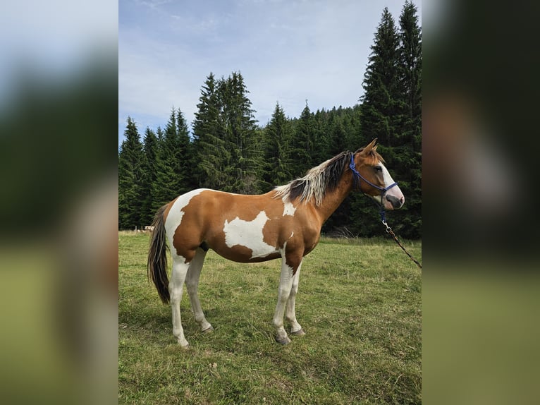 Pintos Mix Ruin 2 Jaar 150 cm Gevlekt-paard in Steinen