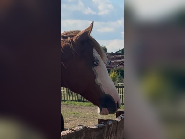 Pintos Ruin 2 Jaar 155 cm Gevlekt-paard in Aschersleben
