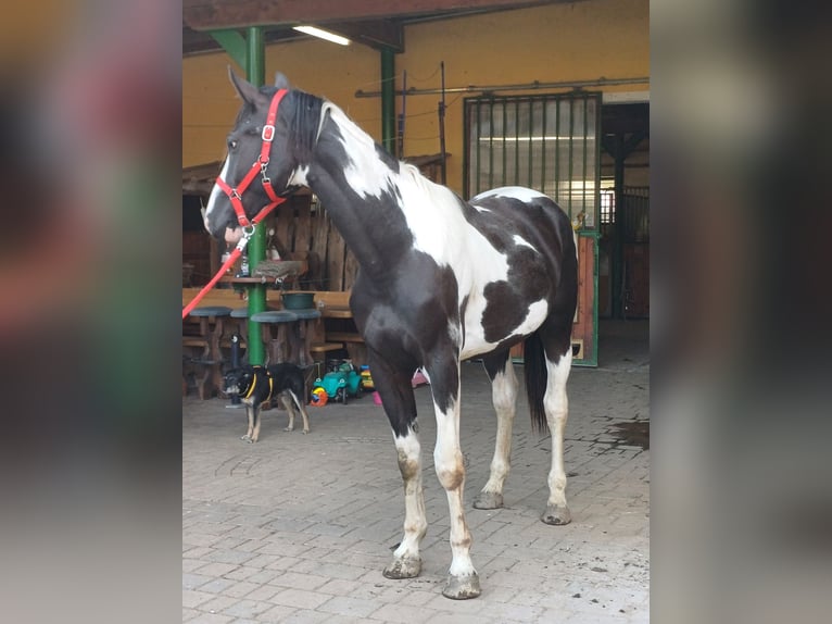 Pintos Ruin 2 Jaar Gevlekt-paard in Proleb
