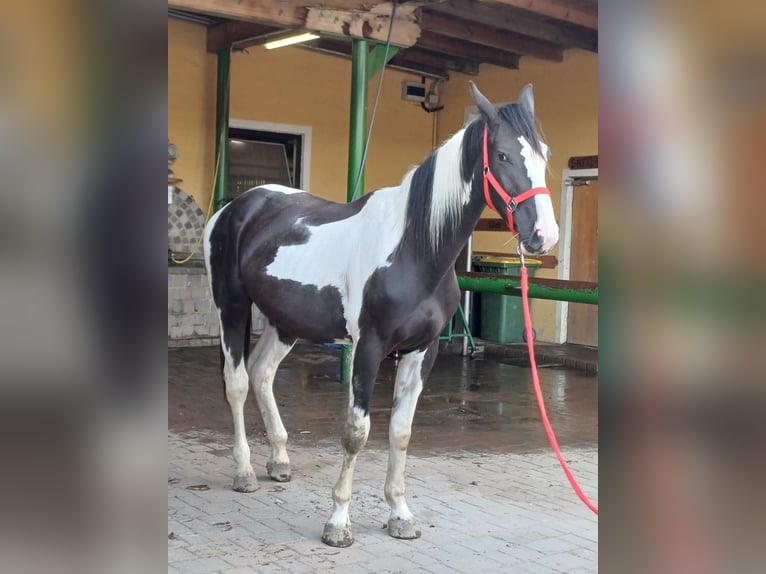Pintos Ruin 2 Jaar Gevlekt-paard in Proleb