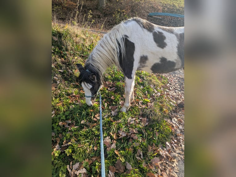 Pintos Ruin 3 Jaar 135 cm Gevlekt-paard in Wambach, Kleines Wiesental