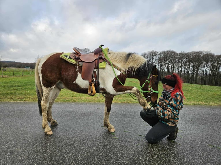 Pintos Ruin 3 Jaar 143 cm Gevlekt-paard in Linkenbach