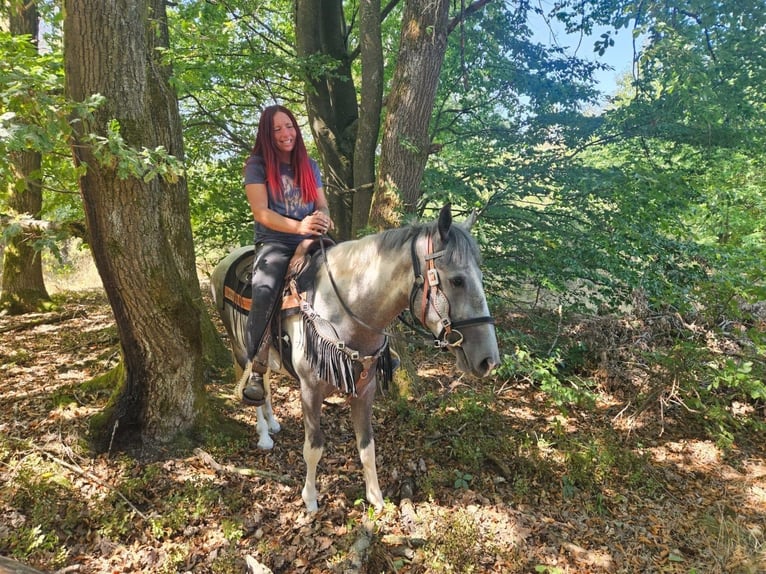 Pintos Ruin 3 Jaar 150 cm Gevlekt-paard in Linkenbach