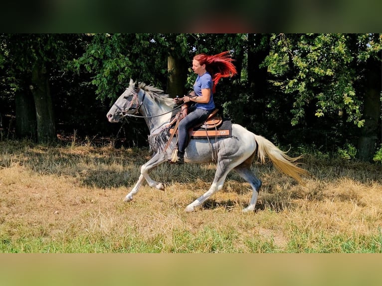 Pintos Ruin 3 Jaar 150 cm Gevlekt-paard in Linkenbach