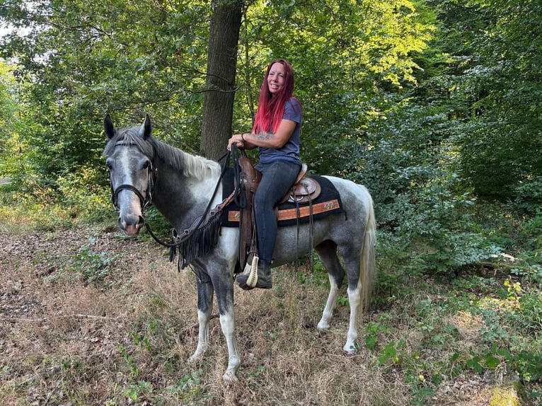 Pintos Ruin 3 Jaar 150 cm Gevlekt-paard in Linkenbach
