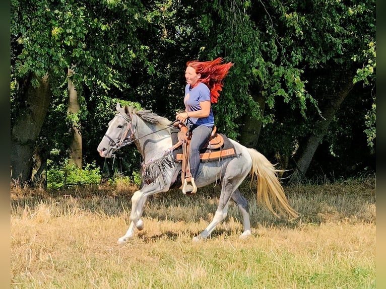 Pintos Ruin 3 Jaar 150 cm Gevlekt-paard in Linkenbach