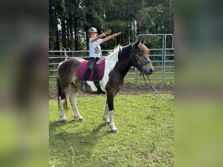 Pintos Mix Ruin 3 Jaar 150 cm Tobiano-alle-kleuren in Fuchstal