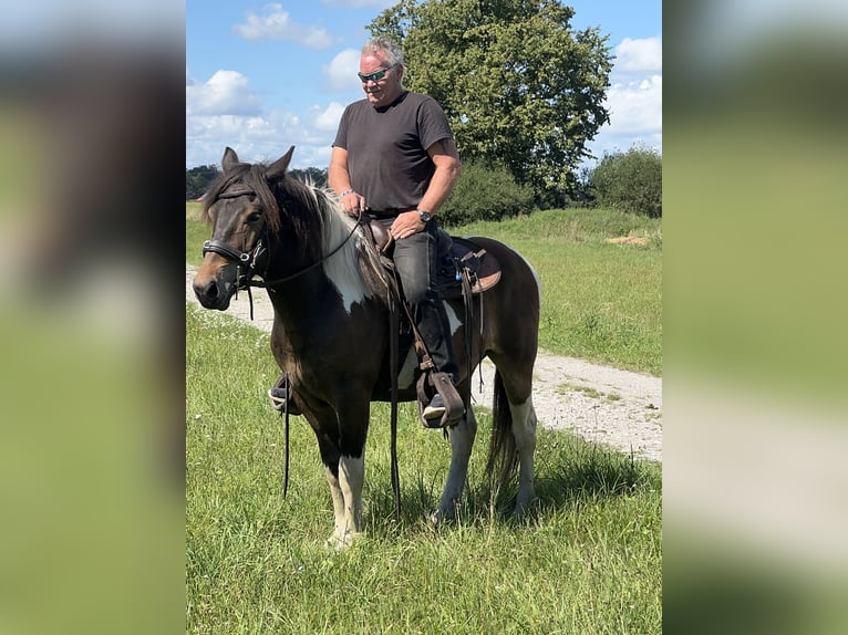 Pintos Mix Ruin 3 Jaar 150 cm Tobiano-alle-kleuren in Fuchstal