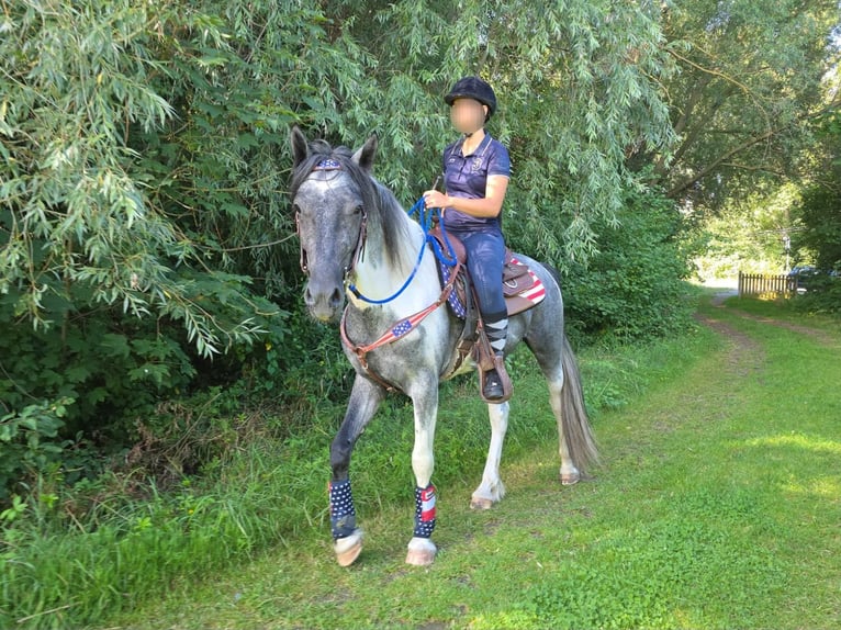 Pintos Ruin 3 Jaar 154 cm Gevlekt-paard in Linkenbach